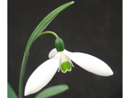 Кокиче Galanthus Elwesii